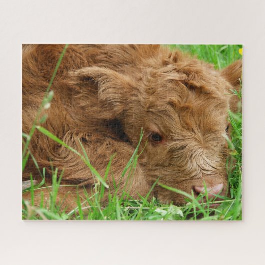 Schattig Schotse hoogland Calf Legpuzzel (Horizontaal)