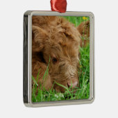 Schattig Schotse hoogland Calf Metalen Ornament (Rechts)