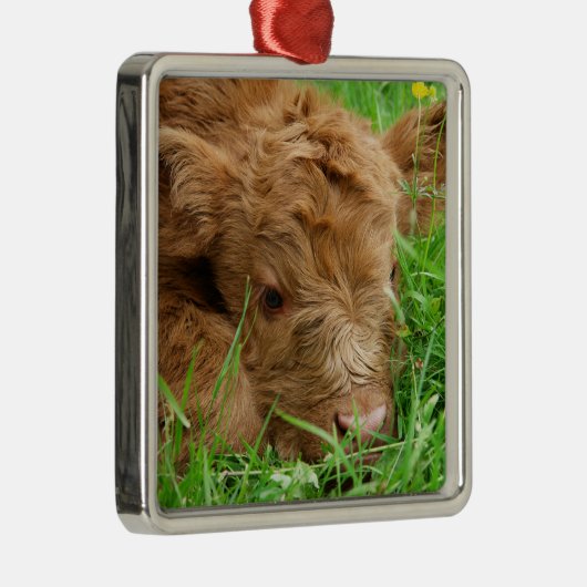 Schattig Schotse hoogland Calf Metalen Ornament (Rechts)