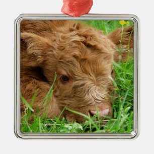 Schattig Schotse hoogland Calf Metalen Ornament