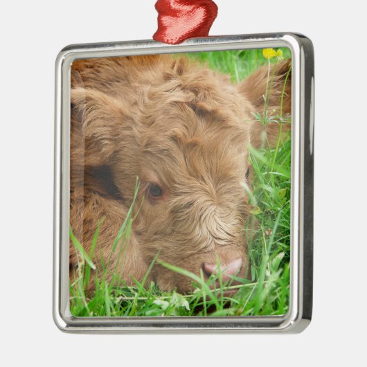 Schattig Schotse hoogland Calf Metalen Ornament (Links)