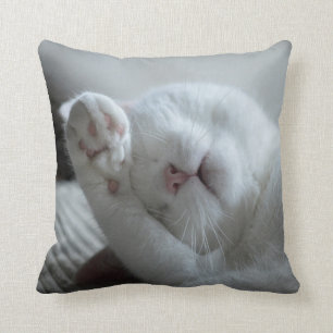 Schattig Sierkussen van witte kat