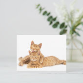 Schattig Sinaasappel Tabby Cat Kitten Briefkaart (Staand voorkant)