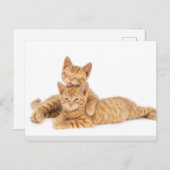 Schattig Sinaasappel Tabby Cat Kitten Briefkaart (Voorkant / Achterkant)