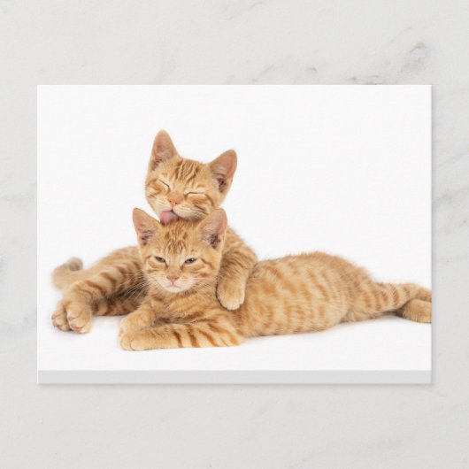 Schattig Sinaasappel Tabby Cat Kitten Briefkaart (Voorkant)
