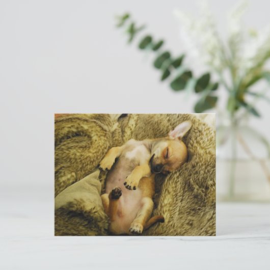 Schattig Slapend Chihuahua Puppy Briefkaart (Staand voorkant)
