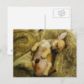 Schattig Slapend Chihuahua Puppy Briefkaart (Voorkant / Achterkant)