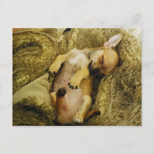 Schattig Slapend Chihuahua Puppy Briefkaart