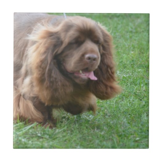 Schattig Sussex Spaniel Tegeltje (Voorkant)