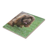 Schattig Sussex Spaniel Tegeltje (Zijkant)