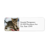 Schattig Tabby kitten kijken verrast Etiket (Voorkant)