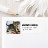 Schattig Tabby kitten kijken verrast Etiket (Insitu)