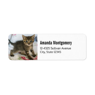 Schattig Tabby kitten kijken verrast Etiket