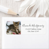 Schattig Tabby kitten kijken verrast Etiket (Insitu)