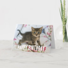 Schattig Tabby kitten kijken verrast