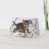 Schattig Tabby kitten kijken verrast Kaart (Voorkant)