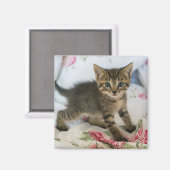 Schattig Tabby kitten kijken verrast Magneet (Voorkant / Achterkant)