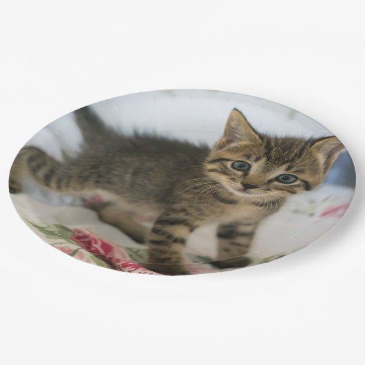 Schattig Tabby kitten kijken verrast Papieren Bordje (Gekanteld)