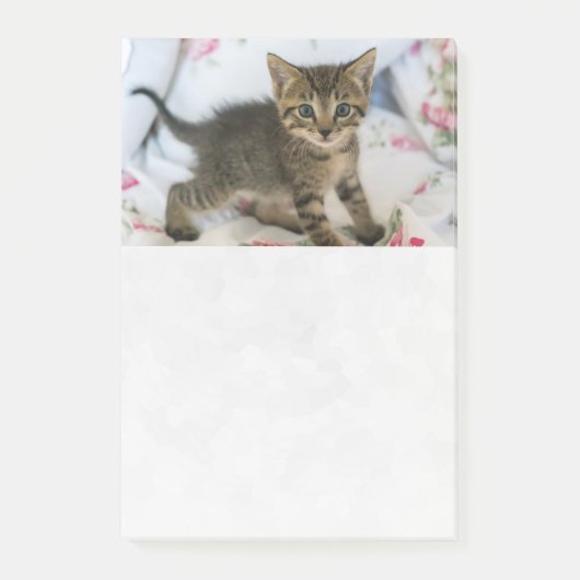 Schattig Tabby kitten kijken verrast Post-it® Notes (Voorkant)