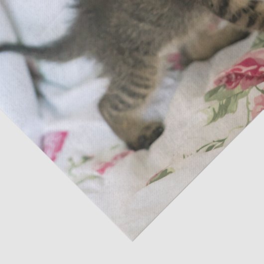 Schattig Tabby kitten kijken verrast Tissuepapier (Detail)