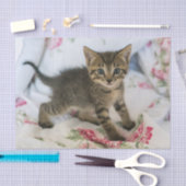 Schattig Tabby kitten kijken verrast Tissuepapier (Craft)
