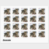 Schattig Tabby kitten kijken verrast Vierkante Sticker (Vel)
