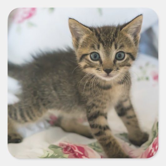 Schattig Tabby kitten kijken verrast Vierkante Sticker (Voorkant)