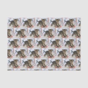 Schattig Tabby kitten op zoek verrast patroon Tissuepapier