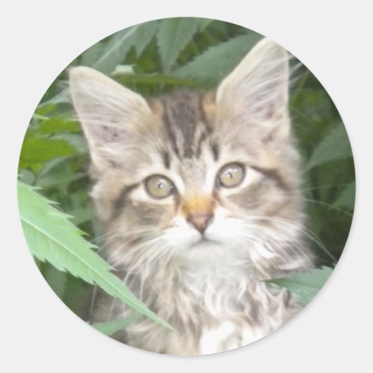 Schattig Tabby Kitten Ronde Sticker (Voorkant)