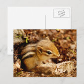 Schattig Teeny Baby Chipmunk Briefkaart (Voorkant / Achterkant)