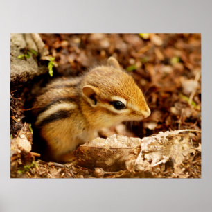 Schattig Teeny Baby Chipmunk Poster