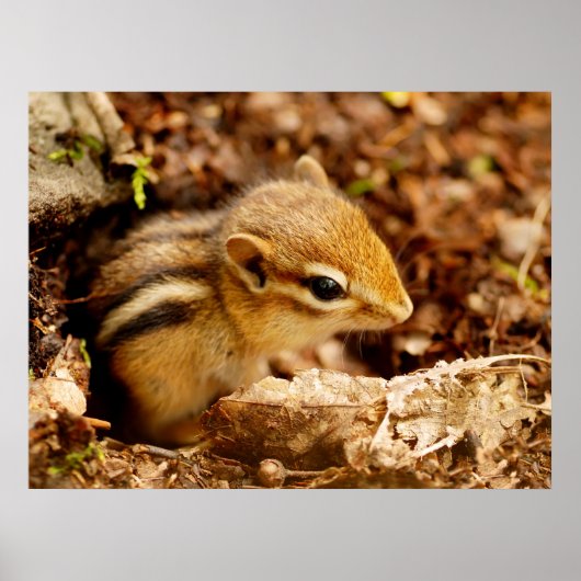 Schattig Teeny Baby Chipmunk Poster (Voorkant)