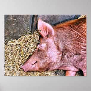 SCHATTIG VARKEN POSTER
