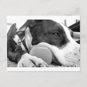 schattig verdrietig uitziende pitbull hond zwart w briefkaart