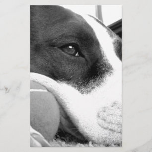 schattig verdrietig uitziende pitbull hond zwart w briefpapier