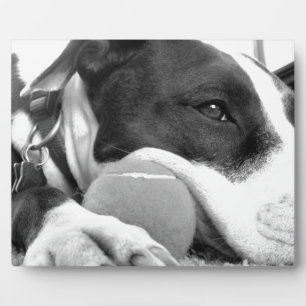 schattig verdrietig uitziende pitbull hond zwart w fotoplaat