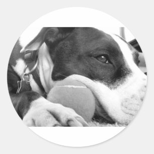 schattig verdrietig uitziende pitbull hond zwart w ronde sticker