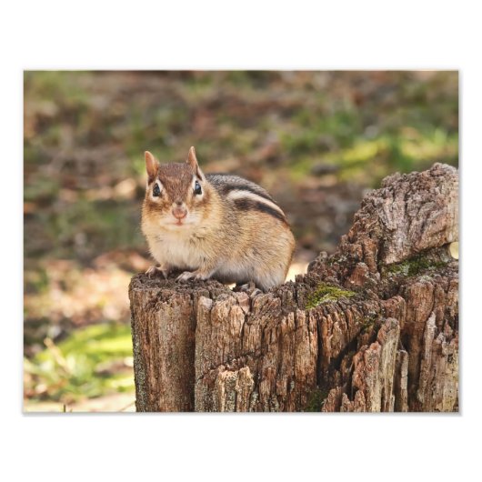Schattig vet en fluffy Chipmunk Foto Afdruk (Voorkant)