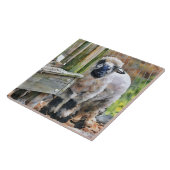 Schattig Wallis Cross Lamb Tegeltje (Zijkant)