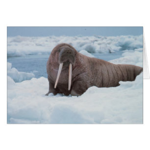 Schattig Walrus