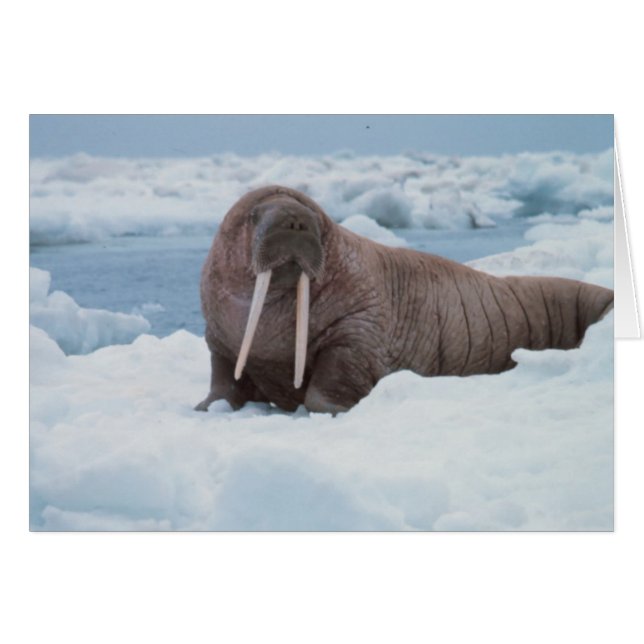 Schattig Walrus (Voorkant Horizontaal)