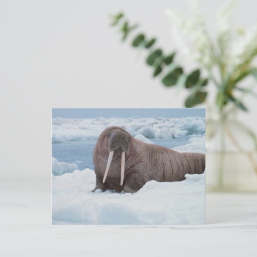 Schattig Walrus Briefkaart (Staand voorkant)