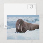 Schattig Walrus Briefkaart (Voorkant / Achterkant)