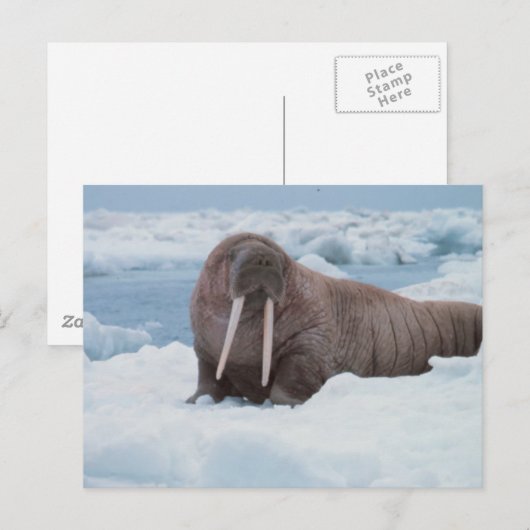 Schattig Walrus Briefkaart (Voorkant / Achterkant)