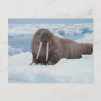 Schattig Walrus