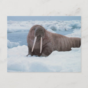 Schattig Walrus Briefkaart
