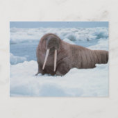 Schattig Walrus Briefkaart (Voorkant)
