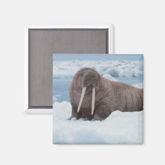 Schattig Walrus Magneet (Voorkant / Achterkant)