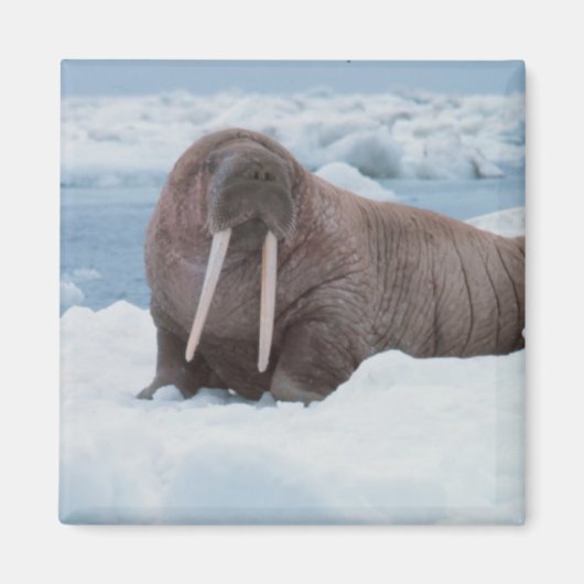 Schattig Walrus Magneet (Voorkant)