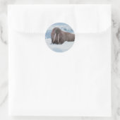 Schattig Walrus Ronde Sticker (Tas)